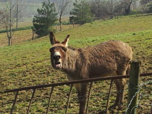 Loupio the Donkey