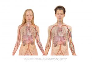 Man and woman showing organs