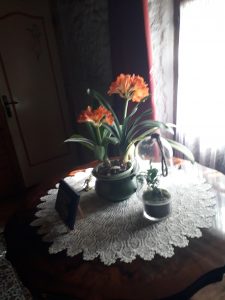 My beautiful plant with flowers