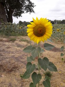 sunflower on return walk