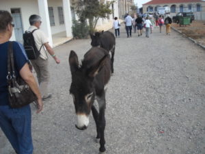 Some of the donkey friends we met wandering in the street