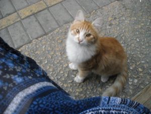 Cyprus cat friend